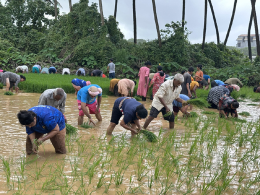 Paddy transplantation